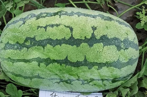 西瓜只為夏天而生嗎？