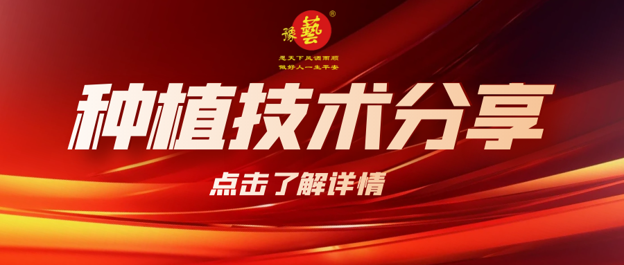要想種出精品率高的胡蘿卜，這7點(diǎn)要注意！