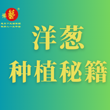 洋蔥種植秘籍：掌握這八點(diǎn)，種出優(yōu)質(zhì)洋蔥！